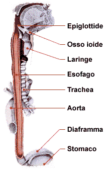 esofago